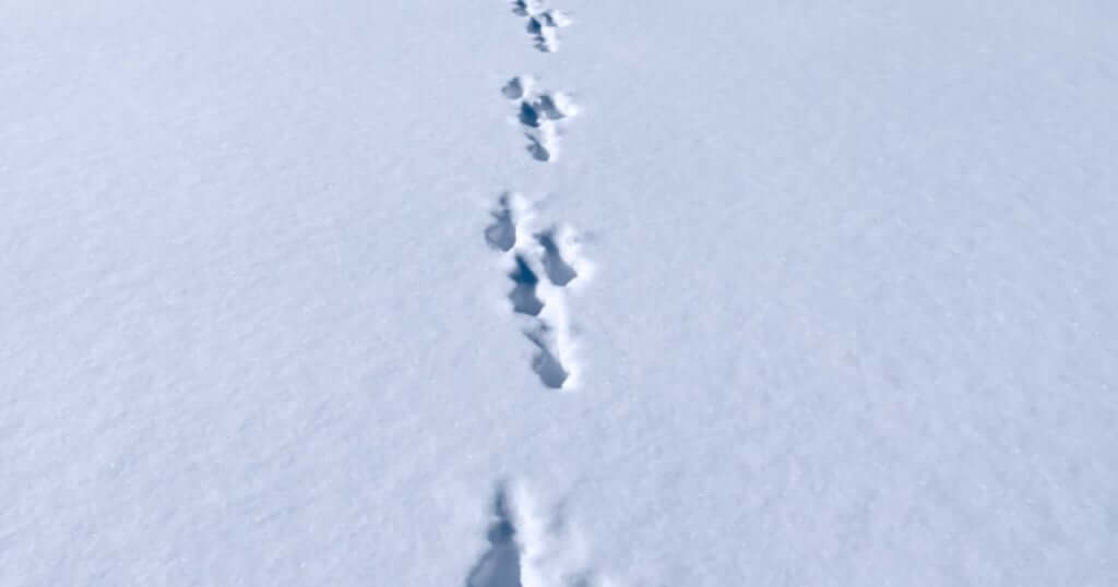 同郷・同い年の山崎あおいとsnowyがコラボ　北海道の冬を思うシングル「White」