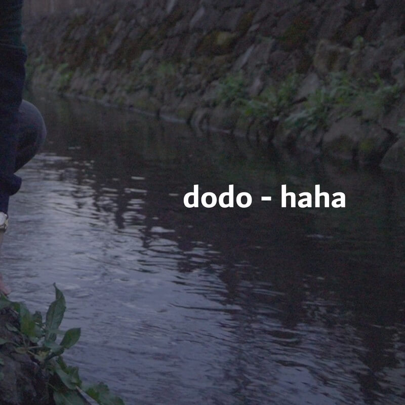 dodo「haha」