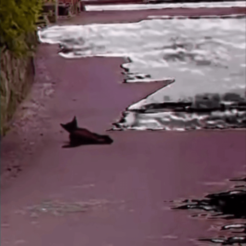 悒うつぼとサ柄直生が共同作品「猫跨ぎ」を配信開始